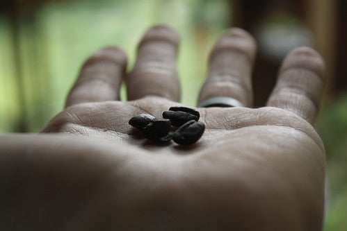 The Perks of Fresh Coffee Beans: A Brew That's Worth the Wait 