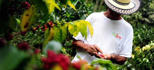Where is the best coffee grown? Let's traverse the world of coffee! 